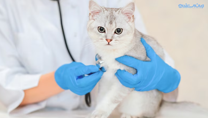 رشته-دامپزشکی