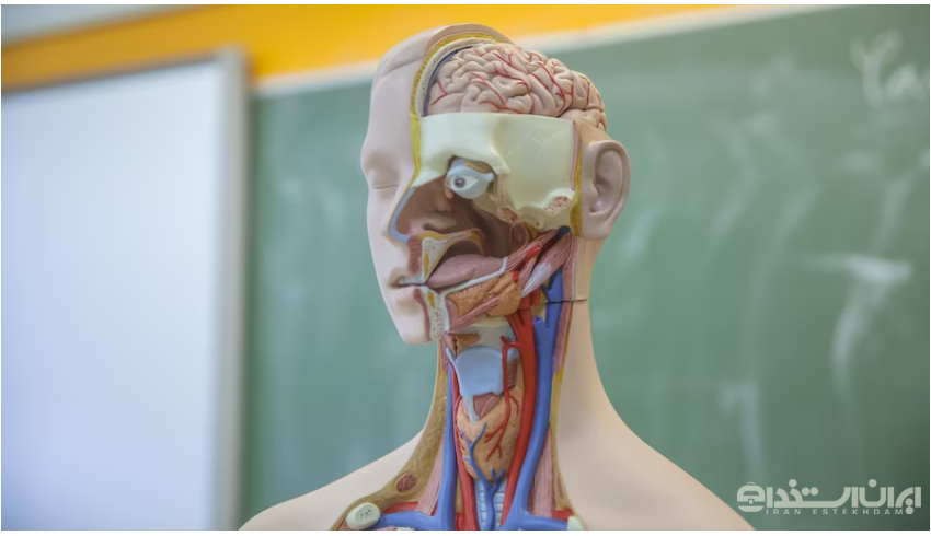 رشته آناتومی