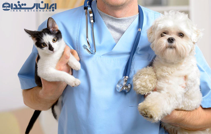 دستیار دامپزشک