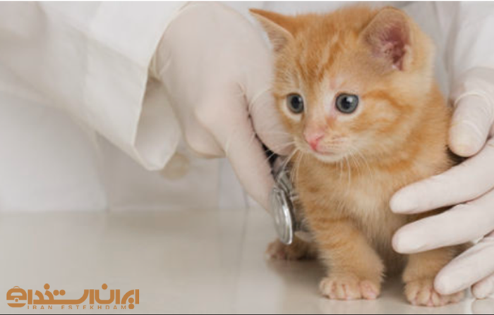 دستیار دامپزشک 